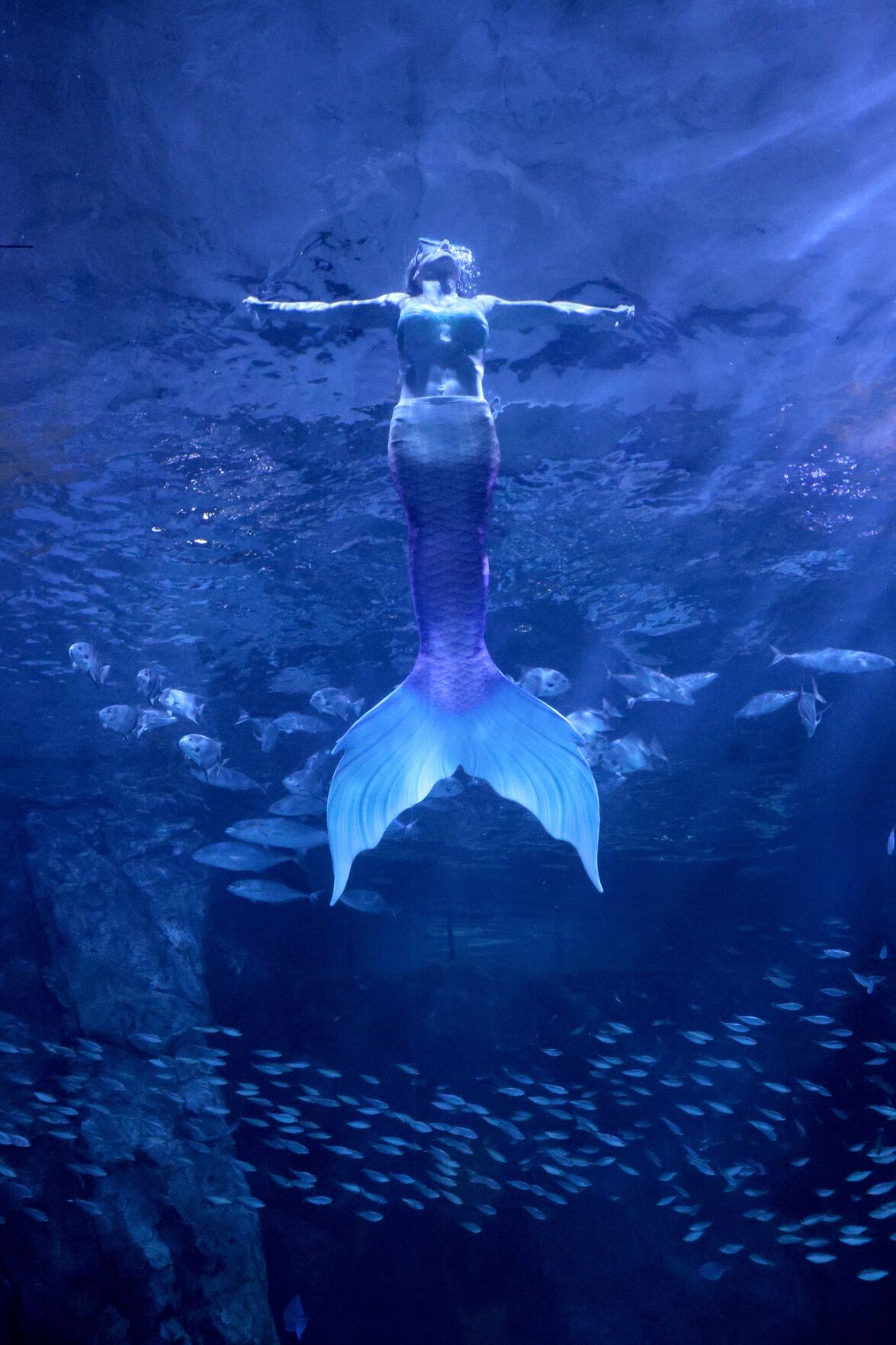 Mermaids on the Mississippi make a Splash at the 最新杏吧原创 Aquarium